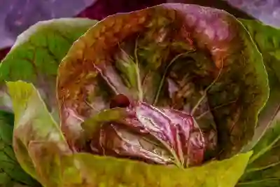 양배추로 체중 조절하기 간단한 요리 비법