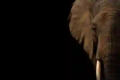 한일가왕전 일본가수 명단과 인스타 프로필 살펴보기